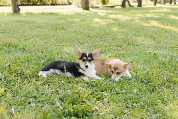 Corgi puppies in a Sunny sunset on a green background
