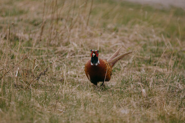 Pheasant in Finalnd
