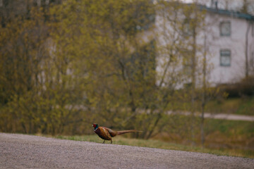 Pheasant