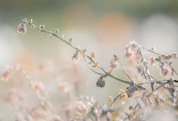 Spring roadside wildflowers 
