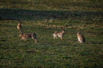 Naklejka premium Hares