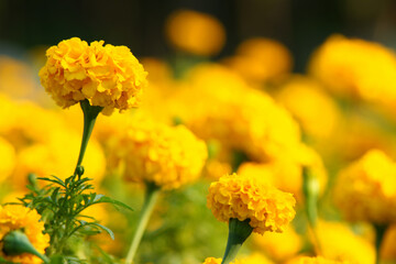 yellow flowers in the garden