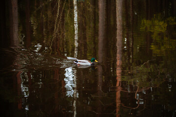 Duck