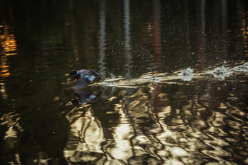 Common goldeneye