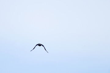 The crow flies away across the blue sky