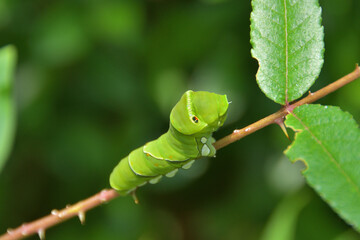 アゲハ蝶の幼虫