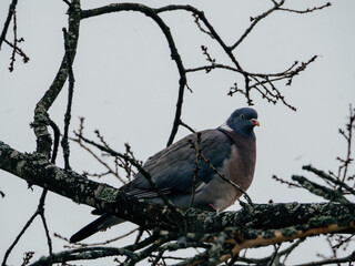 Pigeon