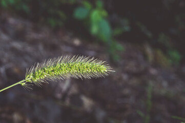 the blade of a grass