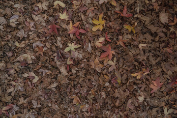 leaves on the ground