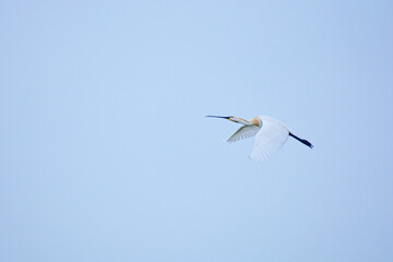 white tailed eagle flying in the sky