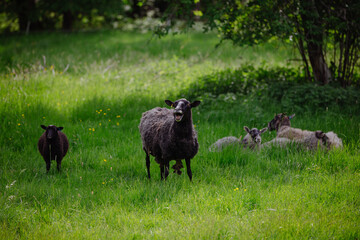 Sheep