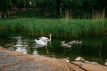 Swans