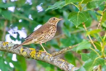 Song Thrush Standing On One Leg
Scientific name: Turdus philomelos

