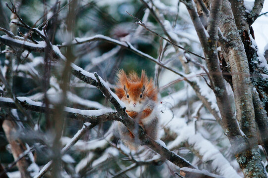 Squirrel in Lapland