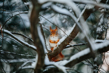 Squirrel