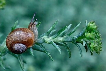 Grape snail is crawling on green plant 