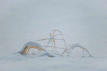 Frozen grass