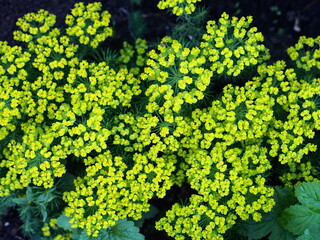 Spring flower background. A bed of flowering spurge cypress yellow flowers.Evening photo.