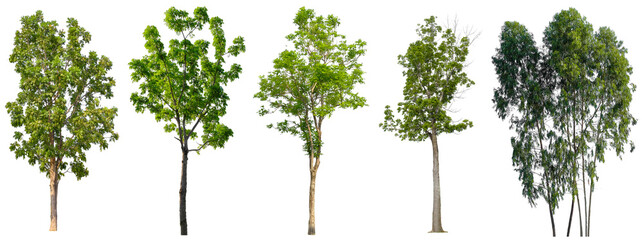 Set of beautiful trees isolated on white background, Suitable for use in architectural design and decoration work.