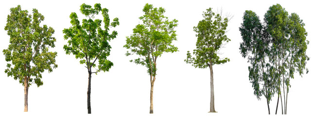 Set of beautiful trees isolated on white background, Suitable for use in architectural design and...
