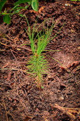 little pine