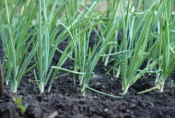 Green onions grow in a bed in a private garden.