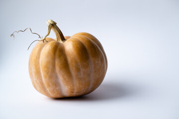 Pumpkin for Halloween to cut a holiday lamp with a dry tail