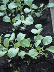Seedlings of cabbage. Cultivation of cabbage in a greenhouse. Seedlings in the greenhouse.