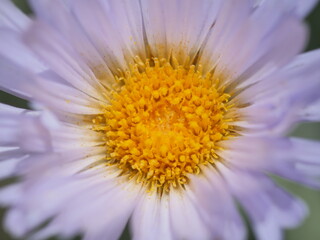 close up of daisy flower purple and yellow