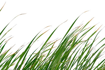 Long green grass and reeds isolated on white background with clipping path and copy space.