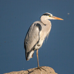 Grey Heron perched on rock Kruger Park