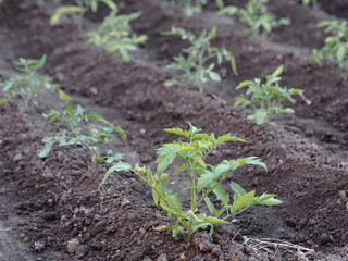Agricultural background.Small tomato plants grow in a garden bed on a private plot.