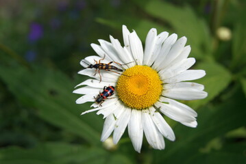 Fototapeta premium chamomile and beetles