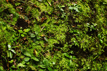 green moss on the stone