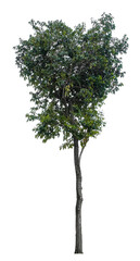 Obraz premium Tree isolated on white background. Suitable for use in architectural design or Decoration work. Used with natural articles both on print and website.
