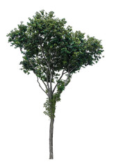 Tree isolated on white background. Suitable for use in architectural design or Decoration work. Used with natural articles both on print and website.
