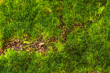 artificial green grass isolated on white  background.