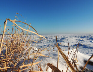 Frozen lake, snow expanse touches the horizon line with the blue clear sky. In the foreground, dry yellow reeds.      