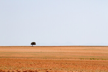 Ploughed field with lone tree
