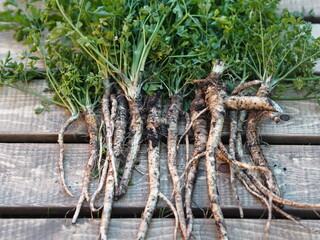 Medical and food background.Parsley and parsley root on a wooden background.Useful plant.