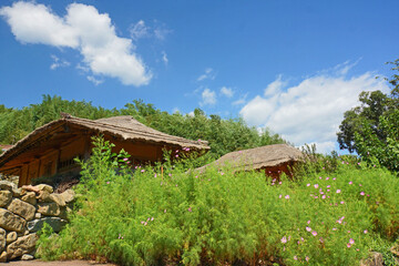 Fototapeta na wymiar Korean old thatched house surrounded by stone walls and cosmos under the blue sky