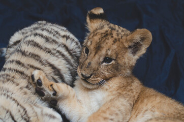 Photo of a lion cub lying on its back