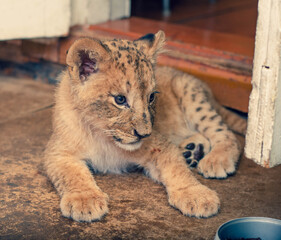 Photo of a lion cub lying on the floor