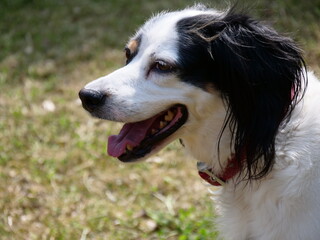 犬
