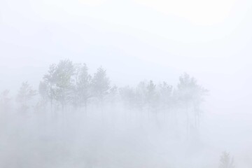 Chembra Peak Fog - Indian Forest