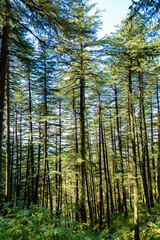 Pine forest in the morning in Hill station in India