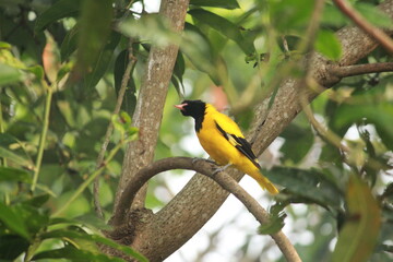 Black-headed Oriole