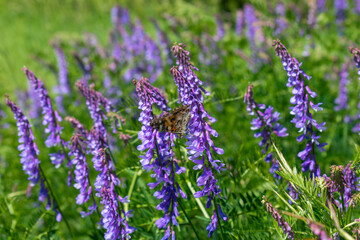 Fototapeta premium Bright lupine flowers in the lush green grass