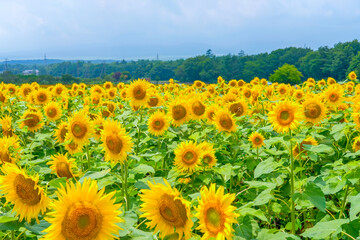 山梨のひまわり畑