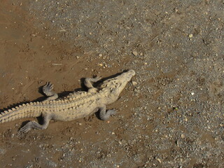 Tarcoles, Costa Rica